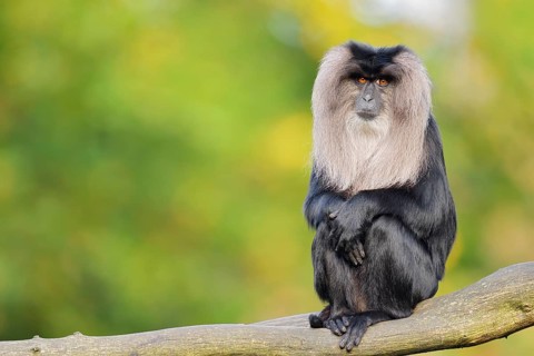 Lion-tailed Macaque or Wanderu (Macaca silenus), female sitting on a branch, in captivity, native
