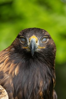 Golden eagle facing forwards with its eyes closed, against a green background, Golden Eagle (Aquila