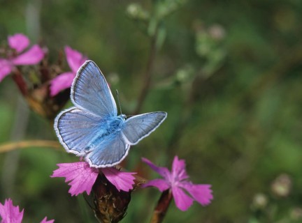 Meleager's blue, polyommatus daphnis, tooth wing leaf, butterfly, insects, male, butterfly,