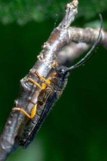Hazel buck, hazel buck, hazel buck, hazel longhorn beetle, Oberea linearis, beetle, longhorn