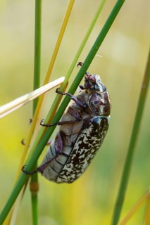 Leaf horn beetle, pine chafer, polyphylla fullo, scarabaeidae, Turkish May beetle, walker, beetle,