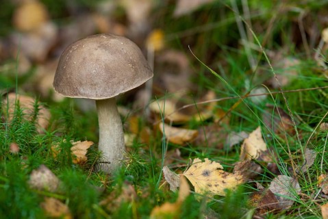 Birch mushroom, birch root, birch bolete, boletaceae, boletus scaber, thick-bolete relatives,