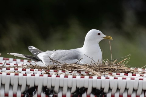 Common Gull (Larus canus) nesting on a beach chair, Schleswig-Holstein, Germany