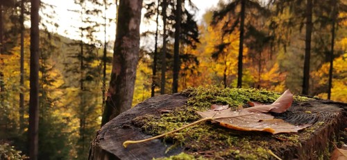 Close-up of a leaf on a tree stump, with autumnal forest backdrop in the background, hiking in