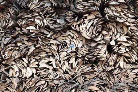 Pile of beech wood, Germany