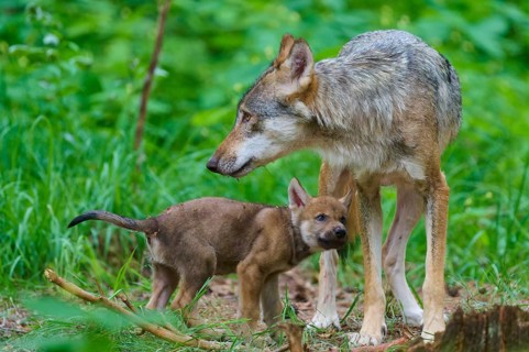 Wolf watches over the wandering puppy, both surrounded by woodland, summer, wolf (Canis lupus),