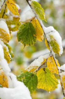 Autumn, detail, autumn, autumn leaves, high size, portrait format, snow, snow