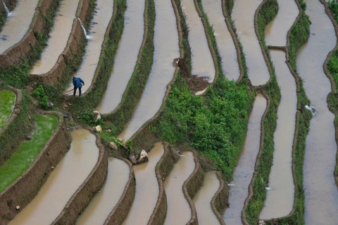 Rice terraces during the planting of new fresh green rice, the new fresh green rice seedlings at Mù