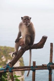 A solitary monkey sits on a tree branch overlooking the sea and the cliffs: a crab-eating macaque