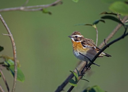 Whinthroats, saxicola rubetra, whinchat, birds, males, passeri, songbirds, birds