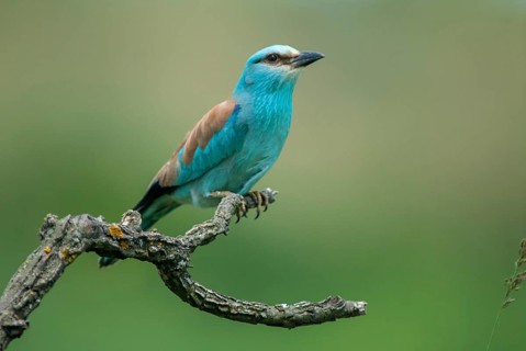 Blue racke, coracias garrulus, European roller, scooter, birds, Bulgaria, coraciidae, racken, birds