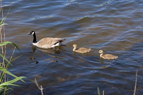 Canada goose (Branta canadensis) and chicks swimming in the Kiel Canal, Rendsburg,