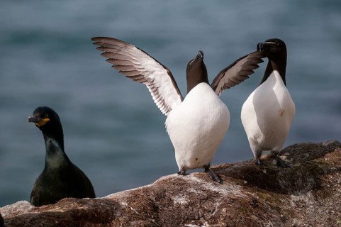 Alca Torda, Norway, Razorbill, Tordalk, Varanger, Alcidae, Alkenvögel, Birds, Lesser Auk,