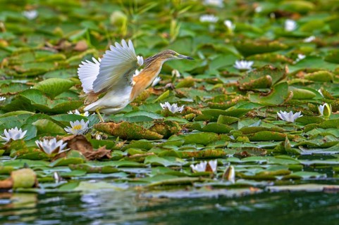 Squacco heron (Ardeola ralloides) adult in breeding plumage taking off from lake covered in water