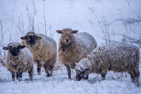 Winter weather, blowing snow, sheep on a snowy pasture, looking for food, thick fur, Elfringhauser