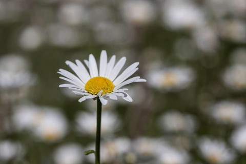 Marguerites (Leucanthemum vulgare), Emsland, Lower Saxony, Germany