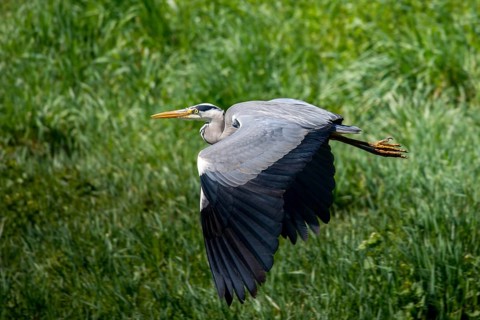 Ardea cinerea, heron, gray heron, birds, ciconiiformes, flying, flight, heron, walking birds,
