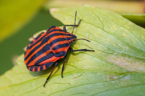 Graphosoma italicum, minstrel bug, striped bug, leaf bugs, insects, bugs