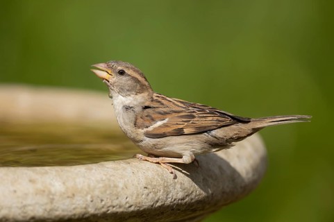 House sparrow (Passer domesticus) adult female bird drinking water from a garden bird bath in