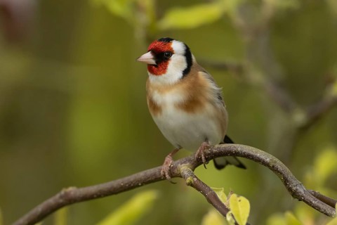 European goldfinch (Carduelis carduelis) adult bird in a magnolia tree in spring, England, United