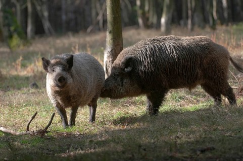 Artiodactyla, even-toed ungulate, cloven-hoofed, wild boar, wild boar, stream, boar, boar, boar,