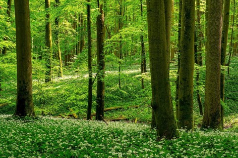 An atmospheric primeval forest with ancient European beech trees (Fagus sylvatica) and green