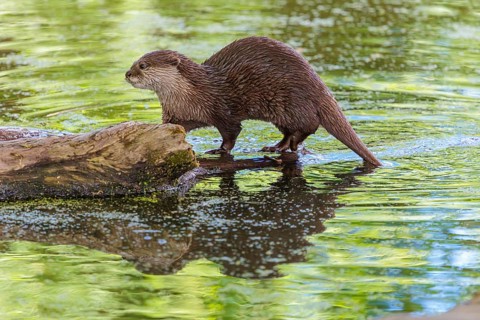On a sunny day, an oriental small-clawed otter (Aonyx cinerea) walks along a log floating in the