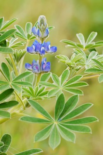 Lupine (Lupinus cosentinii), inflorescence and leaves, Algarve, Portugal