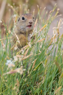 A young European ground squirrel (Spermophilus citellus) eats seats, leaves and flowers in a green