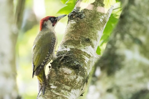 A green woodpecker (Picus viridis) sits intently on a tree trunk with distinctive bark – a birch