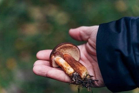 Mans hand holding freshly picked birch boletes (Leccinum scabrum) in autumn forest
