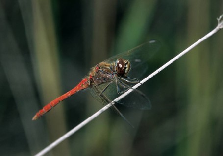 Common hogweed, Sympetrum vulgatum, vagrant darter, anisoptera, damselflies, dragonflies, insects,