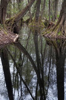 Alnus glutinosa, betulaceae, birch family, European alder, European black alder, adventitive root,