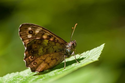 Leaf butterfly, pararge aegeria, speckled wood, forest board game, butterfly, insects, butterfly,