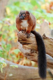 Red-bellied lemur (Eulemur rubriventer), female, captive, found in Madagascar