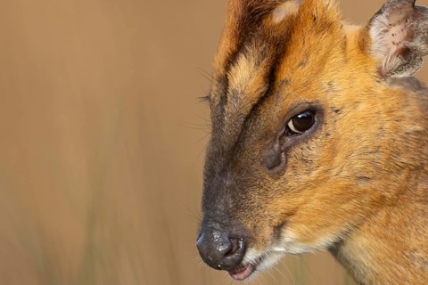 Muntjac deer (Muntiacus reevesi) adult animal head portrait, England, United Kingdom