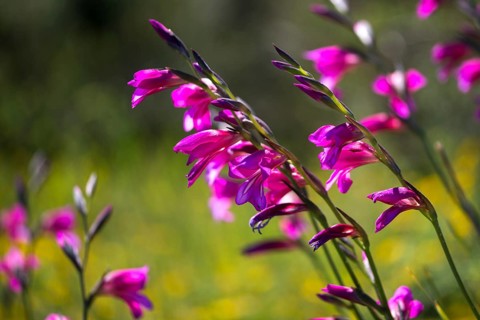Field gladiolus, field victorious root, gladiolus italicus, granelli, iridaceae, Italian gladiolus,