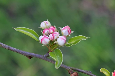 Wild pear (Pyrus regelii), still closed blossoms, Wilnsdorf, North Rhine-Westphalia, Germany