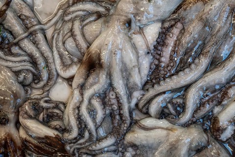 A close-up of the tentacles of several octopuses (Octopoda) or patients, Palermo, Sicily, Italy