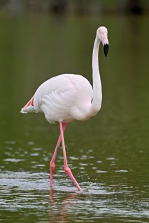 A greater flamingo (Phoenicopterus roseus) wading in a pond, Camargue Regional Nature Park,