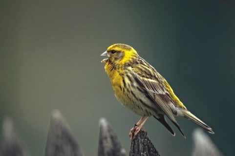 European Serin, serine, serinus serinus, birds, garden, garden fence, song, male, passeri, singing,