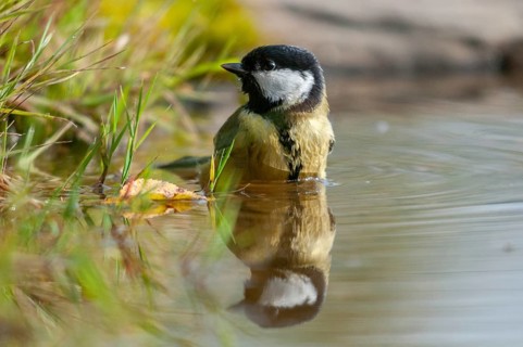 Great tit, great tit, parus major, bath, bird bath, birds, tit, mirror, passeri, songbirds,