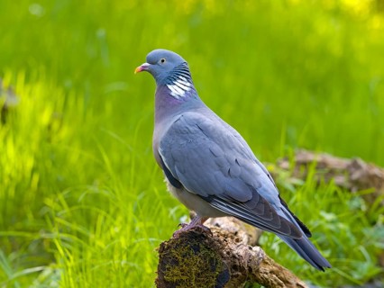 Wood pigeon (Columba palumbus), perched on a root, Solms, Hesse, Germany