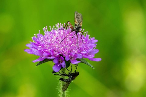 Field scabious (Knautia arvensis) with dance flies (Empididae), close-up, Fellhorn, Oberstdorf,