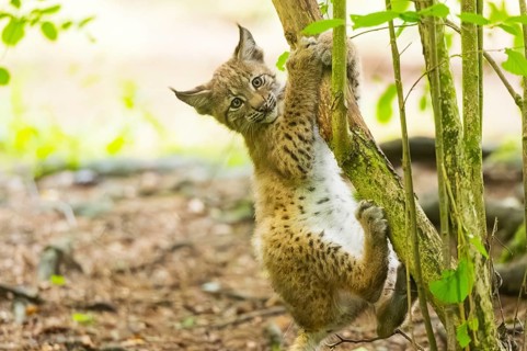 Eurasian lynx (Lynx lynx) youngster (cub) climbing up a tree in a forest, Bavaria, Germany