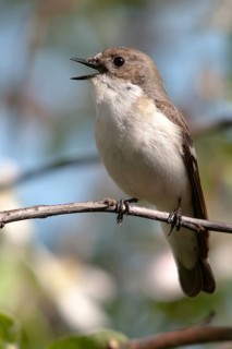 Ficedula hypoleuca, pied flycatcher, mourning snapper, mourning snapper, birds, song, high size,