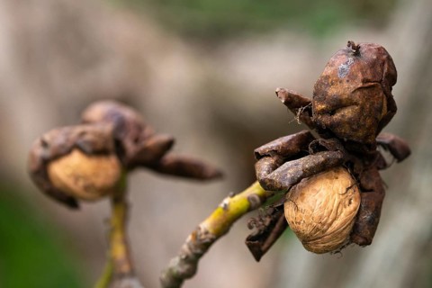Real walnut, English walnut, Juglandaceae, Juglans regia, Madeira walnut, Persian walnut, walnut