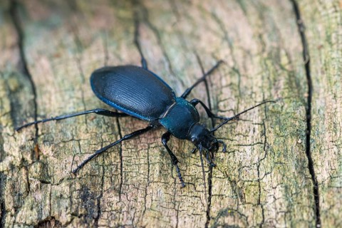 Carabus purpurascens, Carabus violaceus ssp. purpurascens, gold ledge, rain beetle, violet ground