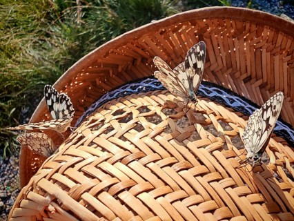 Several butterflies, checkerboard butterflies (Melanargia galathea), are posing on a straw hat in a