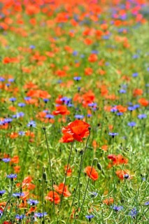 Corn poppies (Papaver rhoeas) and cornflowers (Centaurea cyanus), Bavaria, Germany